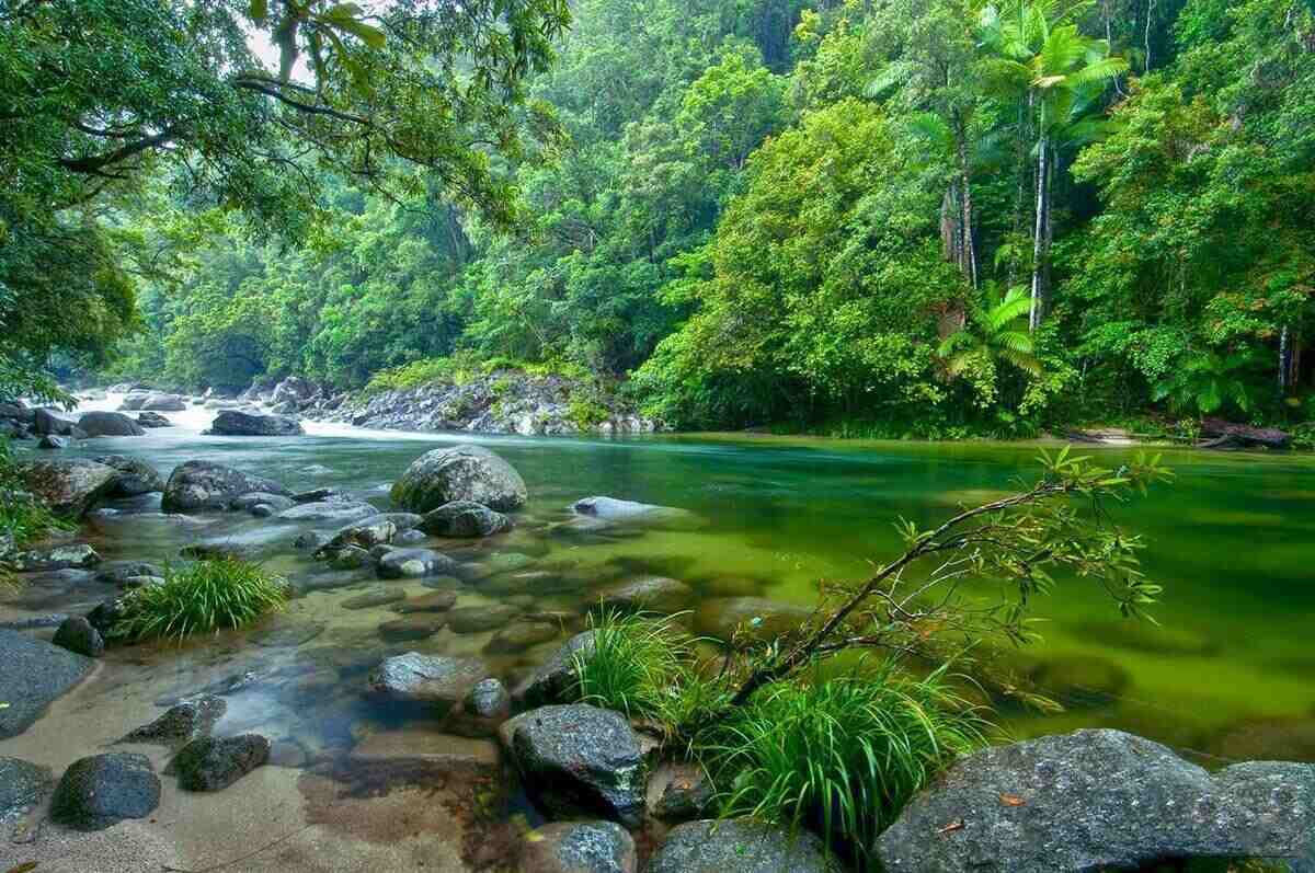 Daintree Rainforest